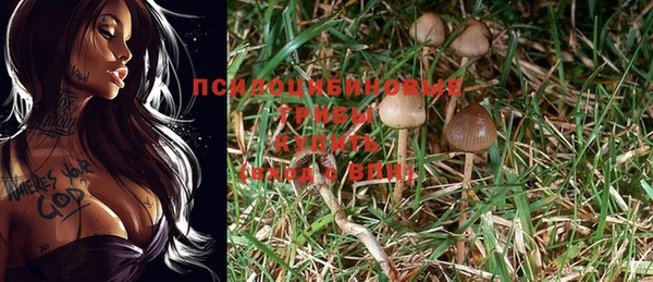 apvp Аркадак